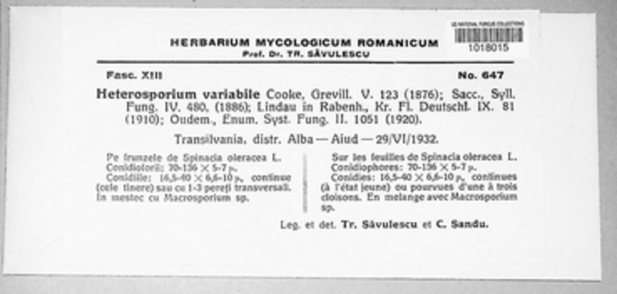 Cladosporium variabile image